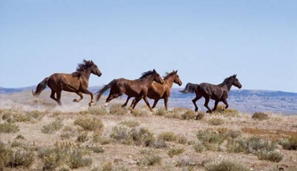 Horses’ health, hoof and management