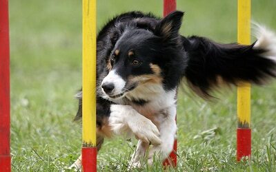 Il cane di agility: la conformazione