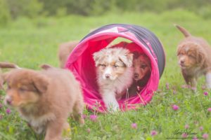 l'età del cane e l'attività sportiva, a cura di Arenavet