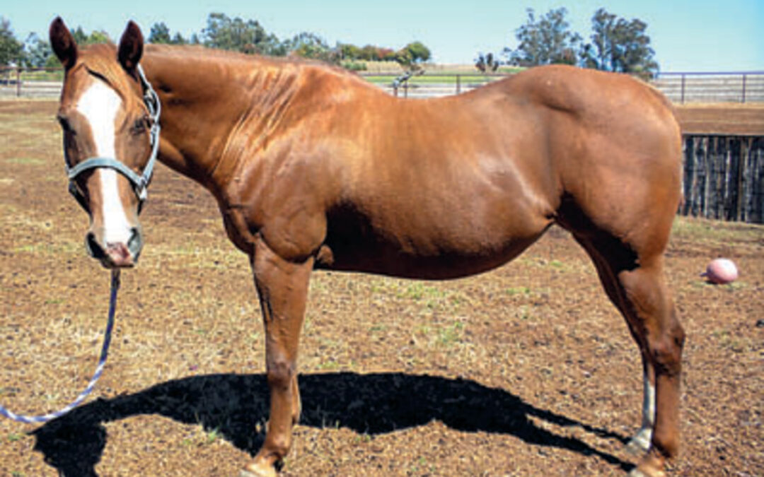 Il mal di schiena del cavallo, cause e soluzioni con la chiropratica_Parte 1