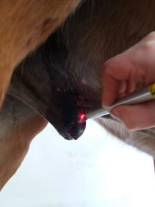 il laser in medicina veterinaria: trattamento di biostimolazione per favorire la cicatrizzazione dopo l'asportazione della massa con il laser chirurgico