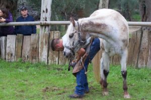 Parliamo di podologia equina con il pareggiatore Marco Campara