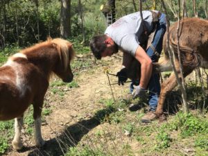 Parliamo di podologia equina con il pareggiatore con Marco Campara