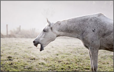 La terapia naturale per la bronchite cronica ostruttiva del cavallo o RAO