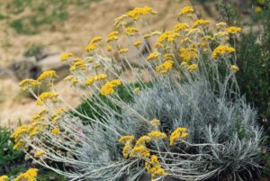 La terapia naturale per la bronchite cronica ostruttiva del cavallo o RAO