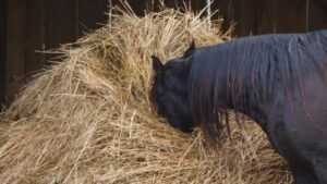 La terapia naturale per la bronchite cronica ostruttiva del cavallo o RAO