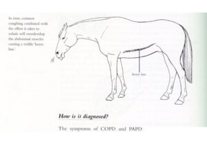 La terapia naturale per la bronchite cronica ostruttiva del cavallo o RAO