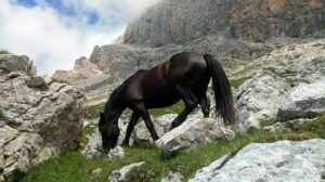 il piede del cavallo un organo di senso