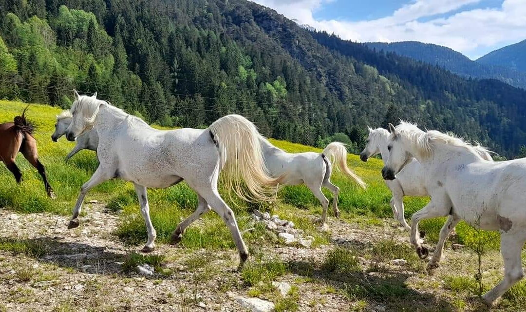 Il piede del cavallo, un organo di senso!
