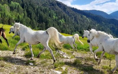 Il piede del cavallo, un organo di senso!