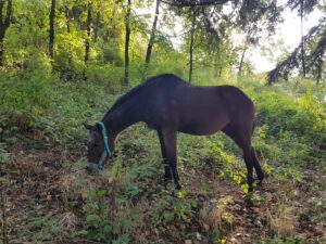 il piede del cavallo, un organo di senso