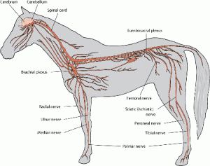 il piede del cavallo, un organo di senso