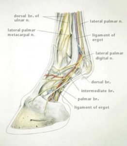 il piede del cavallo, un organo di senso