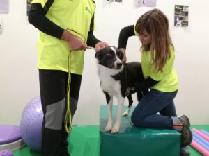 I problemi di schiena del cane di agility: la prevenzione