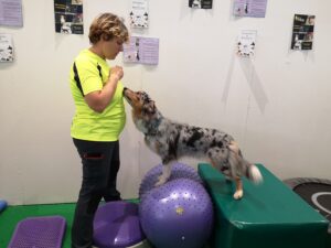 I problemi di schiena del cane di agility: la prevenzione