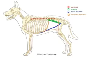I problemi di schiena del cane di agility: la prevenzione