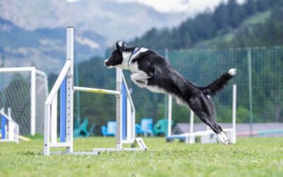 I problemi di schiena del cane di agility: la prevenzione