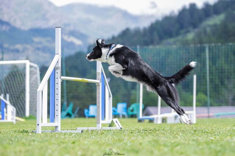 I problemi di schiena del cane di agility: la prevenzione