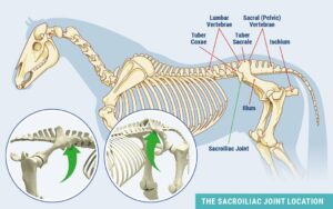 il mal di schiena nel cavallo