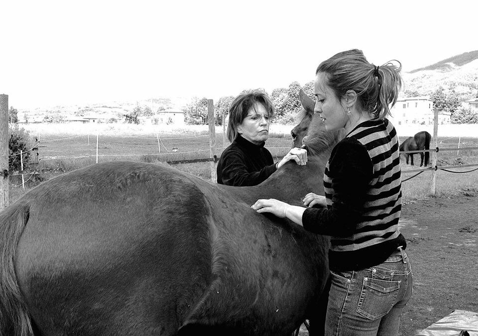 Il mal di schiena del cavallo, cause e soluzioni con la chiropratica_Parte 2