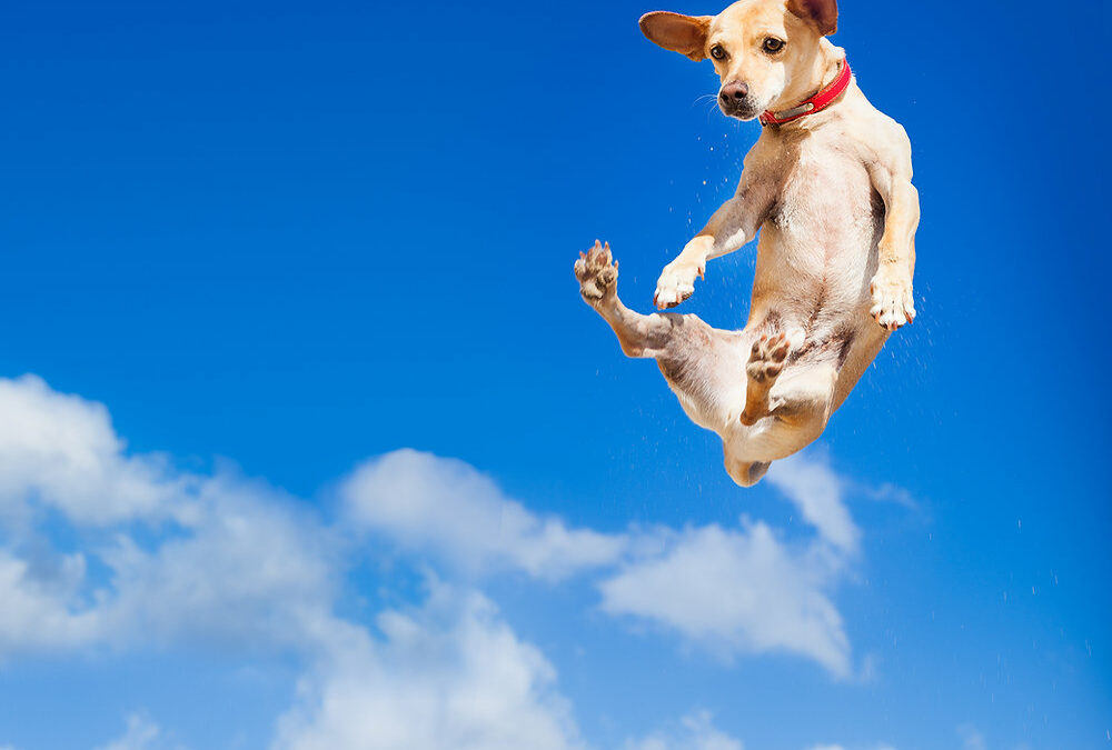 Quanto deve stare fermo un cane dopo un infortunio?